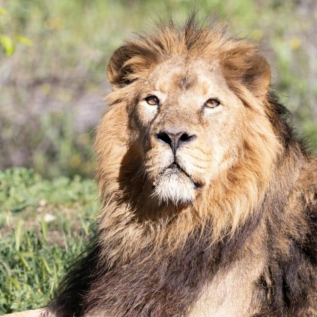 Immagine cover di Zoo Aquarium di Madrid: Biglietto d&#039;ingresso