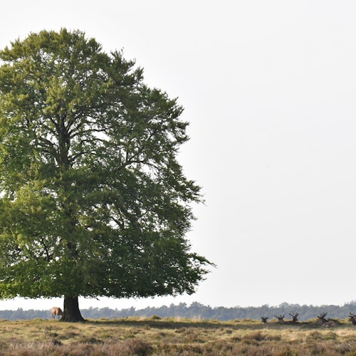 Immagine principale di Parco Nazionale De Hoge Veluwe