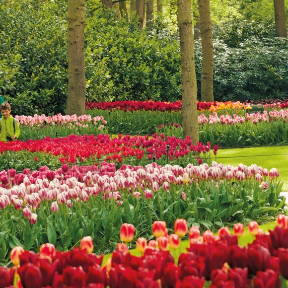 AMSTERDAM E L'OLANDA DEL NORD