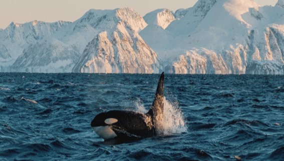 TROMSO: CACCIA ALL'AURORA BOREALE