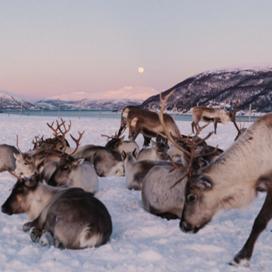 NORVEGIA: MAGIA DELLE ISOLE LOFOTEN
